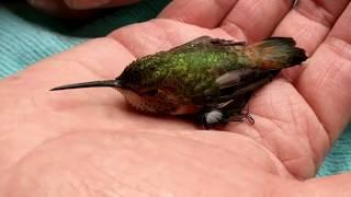 Hummingbird Rescue