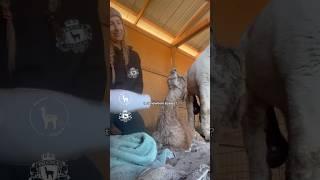 Baby Alpaca gets a BLOW DRY! ️️ #cuteanimals #farm #shorts