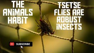 tsetse flies are robust insects(@theanimalshabit )