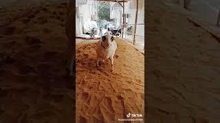 Eid ul Adha Animal 2021 | Cow Tiktok | Cow Lover | Qurbani Eid Janwar | whatsapp status | #Shorts