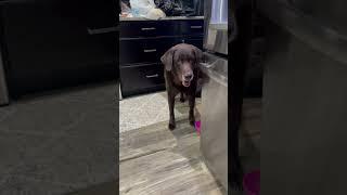 Luggy drooling for food  Please Like, Share and Subscribe