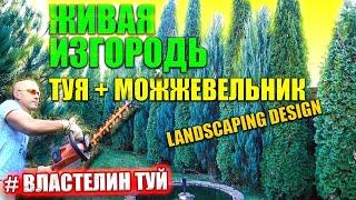 ХВОЙНЫЙ УЧАСТОК | СТРИЖКА ТУИ СМАРАГД И МОЖЖЕВЕЛЬНИКА | ТИСС и СПИРАЛЬ ИЗ ТУИ | @LORD_OF_GARDEN_BELARUS МИНСК