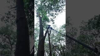 Effortlessly trim high branches with this practical tool #saw