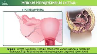 Женская репродуктивная система