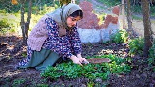 Cooking Pumpkin Stew Using the Traditional Method in the Village | Rural Cisine