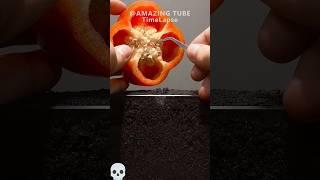 Red paper tree growing time lapse #timelapse # #gardening #plants #shorts