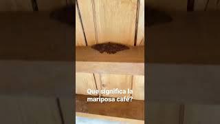 Significado de la mariposa café cuando estás en un proceso de limpieza ? #fyp #hechizos #shorts