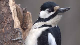 Дятел и кедровые орехи. Зарисовка / Woodpecker and pine nuts. Sketch