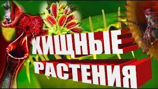 Какие хищные растения ты знаешь?