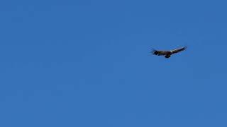 Good morning from my Crows! - Takis Shelter