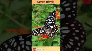 The sound of familiar birds #awwbirds #birds #birdsounds #birds Aww Birds