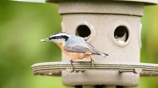 Backyard Bird Watching: Red Breasted Nuthatch... The Worlds Most Pickiest Eater