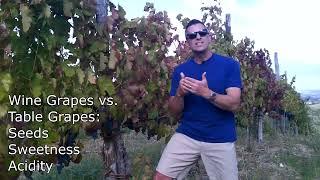 Getting Ready For The Grape Harvest (Campania, Italy) - Know Wine In No Time