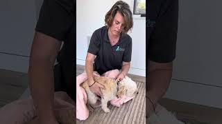 Paws into Grace - Home Euthanasia Injection Technique