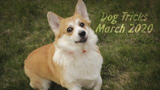 DOG TRICKS. WELSH CORGI FLETCHER 2 YEARS OLD. MARCH 2020. 