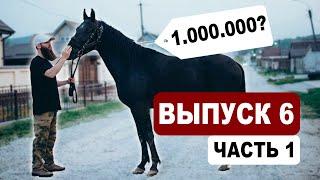 Выпуск 6.1 - ищем лошадей на Кавказе | Подбор | Александр Обжерин