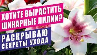 ХОТИТЕ ВЫРАСТИТЬ ШИКАРНЫЕ ЛИЛИИ? РАСКРЫВАЮ СЕКРЕТЫ УХОДА. LILY. I REVEAL THE SECRETS OF CARE.