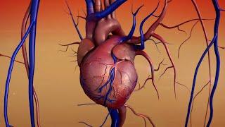 Circulatory System I Animated  I  Grade 9 - Q1 l PART 2