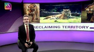 Perspective - Project Tiger: Reclaiming Territories | 01 April, 2022