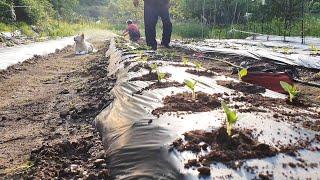 A Bowl of Aukguk and a Day of Planting Sesame Seeds (Life in the Korean Countryside)