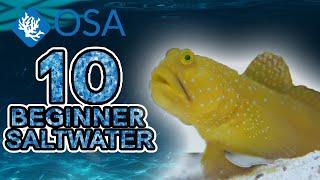 Yellow Watchman Goby - 10 Beginner Saltwater Fish