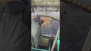 Бонитировка Севрюги #shortvideo #белугафиш #осетроваяферма