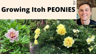 ITOH PEONY PLANTS: Best Peonies in the Garden