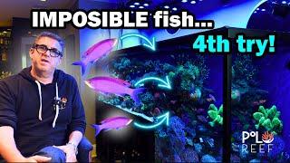 Purple Queen Anthias Saltwater Fish Quarantine Process.