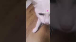 давайте #забавныеживотные #смешныеживотные #киса #котики #котикивидео