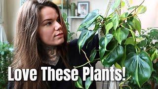 FAVOURITE HOUSEPLANTS October 2024