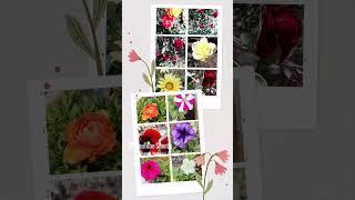 #nature #village #song #flowers