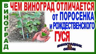  Почему виноград, это не поросенок и не рождественский гусь? Удобрение и подкормки винограда.