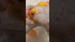 Bathing rubber duckies in thick foam. #asmrfoam