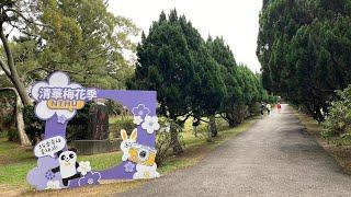 Plum Blossoms on Tsing Hua Campus