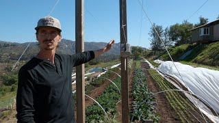 Versatile & Simple Field Trellis System | Sage Hill Ranch Gardens