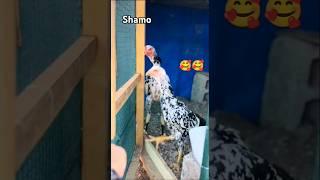 Aseel murga pure shamo breeder #aseel #birds #shorts #youtubeshorts