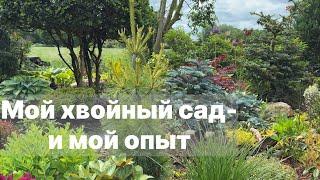 Хвойный сад  с нюансами: красота, сердце под хвоей и мой опыт 