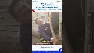 Mencekam! King Kobra Sepanjang 3 Meter Masuk ke Dapur, Warga Balangan Panik