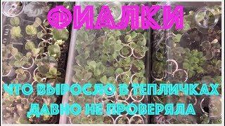 ФИАЛКИ. Что выросло в тепличках - давно не проверяла. African Violets. What's growing.