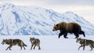 ALASKA: Tierra de Extremos – Naturaleza Brutal y Vida Salvaje en el Fin del Mundo (Documental)