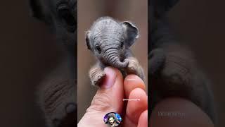 Before & After Animals Growing Up. Amazing Animal Transformation  #short #tiktok #animals