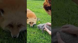 The little fox who pleases his mother with a gift from his father#funny #cute #healing #fox #shorts