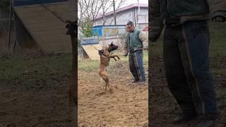 Don't mess with Bruce!  Malinois training.  Protection and safety.  STRAZH.  Odessa 2024