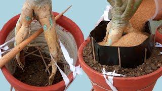 Adenium Root Training