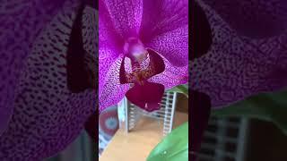 Orchid Growing In A Glass Jar