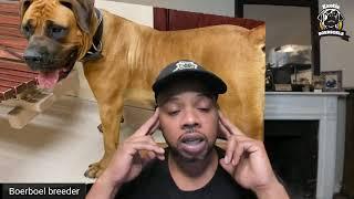 How to Research Boerboel Pedigrees | How Started Exotic Boerboels