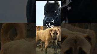 Pitbull VS TURKISH KANGAL,CANE CORSO,GERMAN SHEPHERD,MOST INTIMADATING DOG BREED