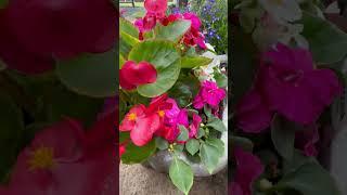 #begonia #lobelia #beautiful #flowers #perennial #flowers #gardening #inspiration