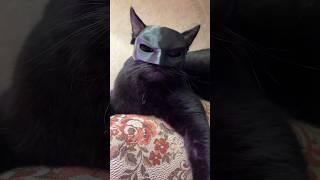 Боже, заберите у меня 3д принтер… #3дпринтер #3dprinting #catbatman #batman #cat #котики