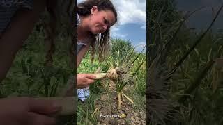 Наша сельская жизнь на Кубани #garden #gardenlife #дача #огород #shorts